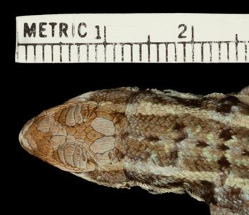 Media type: image;   Herpetology R-37551 Aspect: head dorsal
